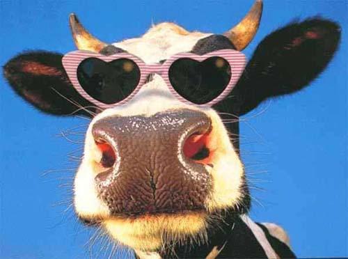 Coole Kuh, trgt herzchen-frmige Sonnenbrille