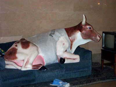 lebensgroe Plastik-Kuh im Wohnzimmer