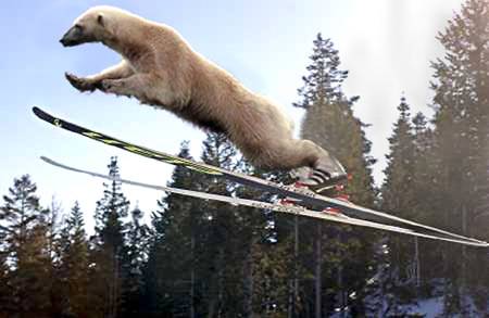 Skisprung-Eisbär, ein Bär als Skispringer
