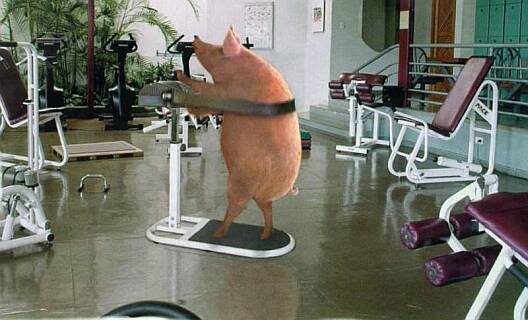 Schweinische Bilder: Die Sau im Fitness-Center