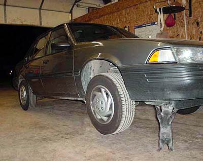 Kätzchen als Wagenheber, Katze hebt Auto an