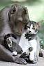 Affe und Katze als Liebespaar
