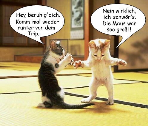 Zwei junge Katzen beim spielen