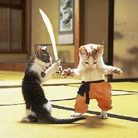 Fotomontage, zwei Kätzchen mit Schwert und Kampfanzug