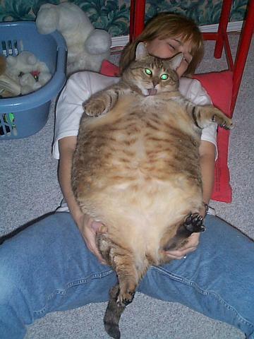 Exrem überfütterte übergewichtige Katze