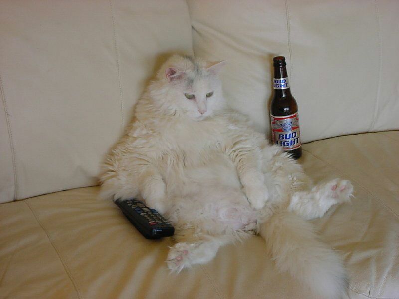 Weiße Katze sitzt mit Bierflasche und Fernbedienung auf dem Sofa