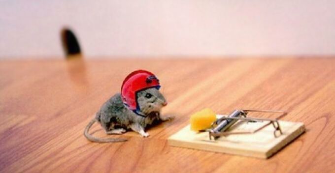 Graue Maus mit Helm vor einem Stück Käse an der Mausefalle