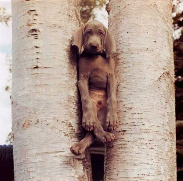 Eingeklemmter Hund zwischen zwei Bumen