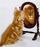Vor dem Spiegel denkt die Katze:
Hab' ich so 'ne Löwenfratze?