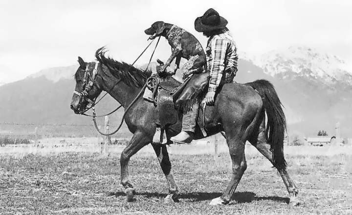 Hund reitet mit Cowboy auf Pferd