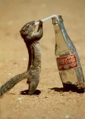 Eichhrnchen trinkt Cola mit einem Strohhalm aus Flasche