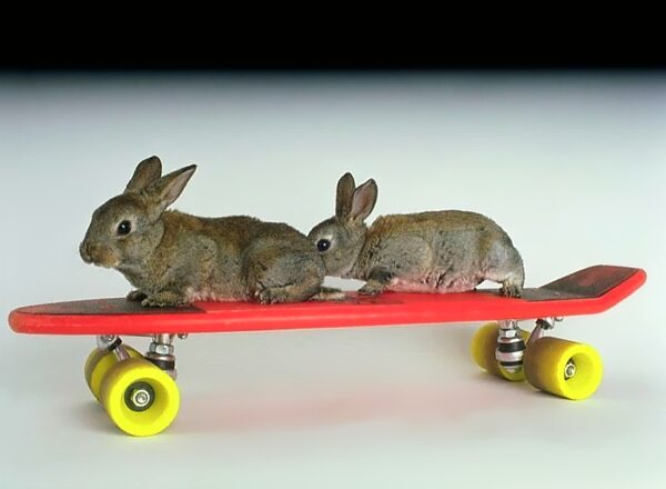 Was machen die Kaninchen dort?
Sie skaten auf dem Rabbit-Board. Zwei Kaninchen auf dem Skateboard