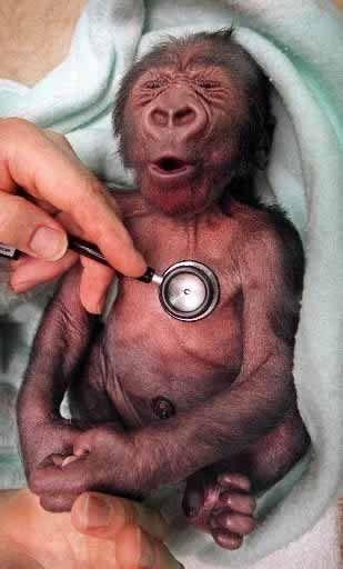 Affen-Baby wird mit Stethoskop untersucht und verzieht das Gesicht