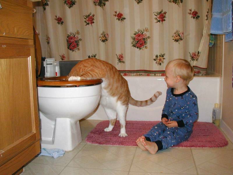 Katze und kleines Kind im Badezimmer. Katze steckt Kopf in die Kloschssel.