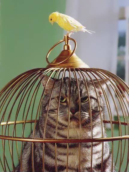 Verkehrte Welt. Katze im Käfig, und Vogel im Freien