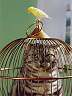Ein Rollenspiel, so ganz nach Maß.
Dem Vogel macht es tierisch Spaß.