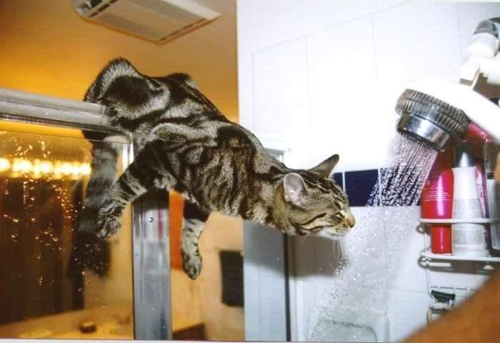 Katze klettert auf Dusche und schnuppert am Wasserstrahl