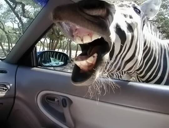 Zebra steckt Kopf durchs Autofenster
