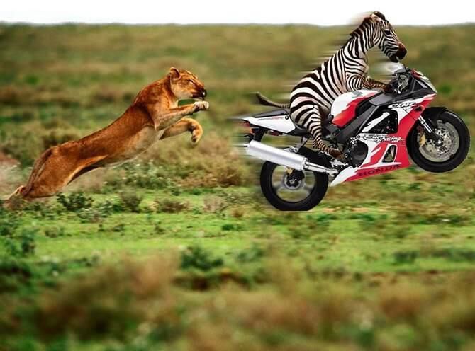 Zebra hat den Tiger im Tank und flchtet auf einer Honda vor Lwe