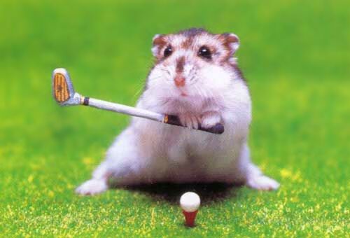 Hamster mit Golfschlger, tierischer Golf Spieler