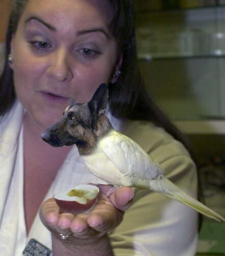 Vogel mit Hundekopf, Kanarienvogel mit Kopf vom Schäferhund