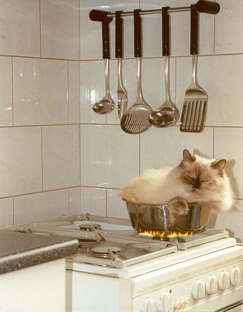 Katze im Kochtopf auf dem Herd