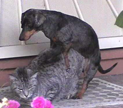 Notgeiler Hund macht's mit Katze