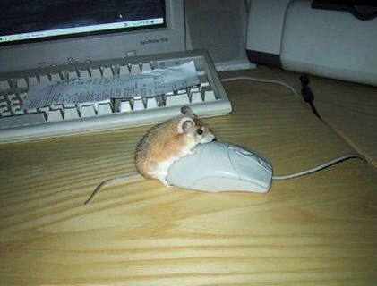 Maus und Computermaus, ein ungleiches Paar