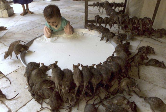 Viele Ratten und ein Kleinkind an einer rießigen Milchschale