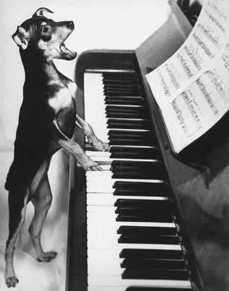 Hund spielt Klavier und singt.