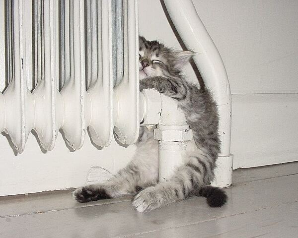 Kleine Katze hat sich an die warme Heizung gekuschelt