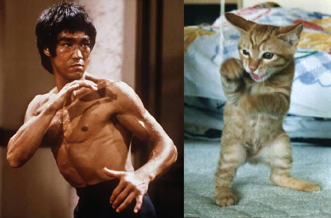 Katze und Asiate, zwei Kung-Fu-Meister