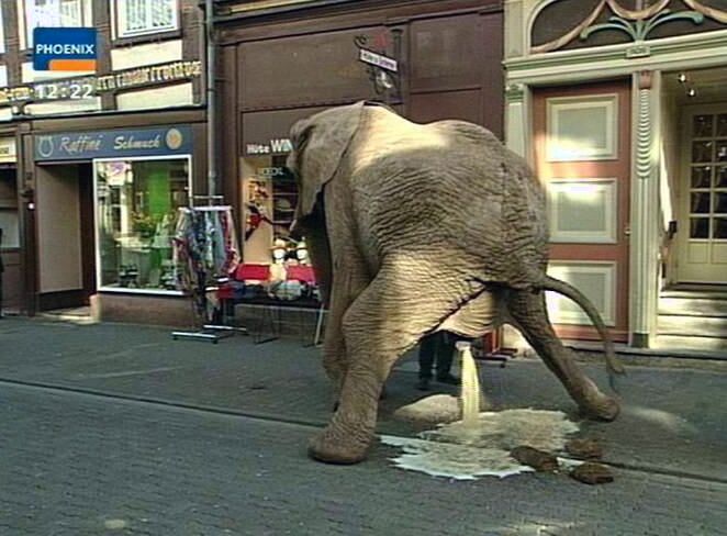 Elefant erledigt Geschfte mitten auf der Einkaufsstrae