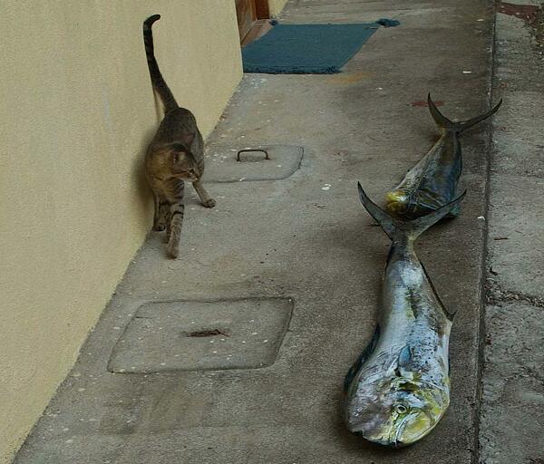 Katze beugt skeptisch zwei rieen-Fische