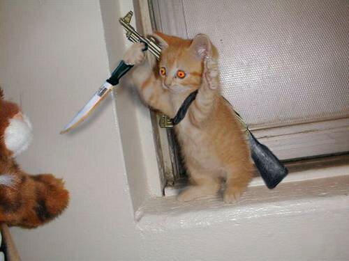 Kätzchen mit Messer und Gewehr bewafnet