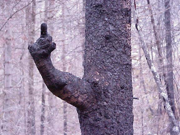 Baum zeigt Stinkefinger