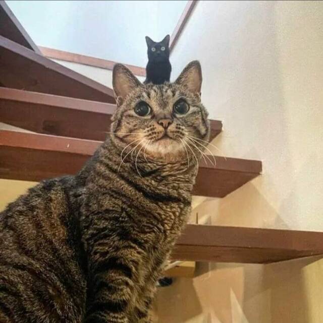 Best-Galerie, lustige Bilder