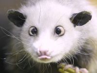Schielendes Opossum Heidi, Original