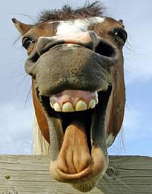 Das "Crazy Horse" Mr. Edd