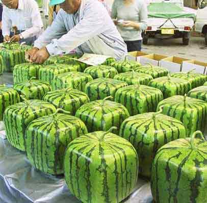 wrfelfrmige Wassermelonen