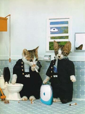 Zwei Katzen rauchen im WC