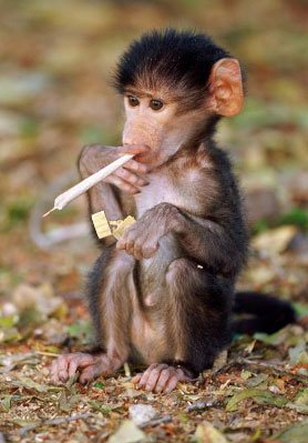 Kiffender Affe mit Tüte raucht, Kiffer-Äffchen kifft einen Joint