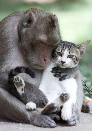 Wahre Affen-Liebe, Affe und Katze als Liebespaar