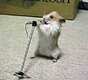 Der Hamster rockt, die Bude bebt.
Hier seh'n wir's deutlich: Elvis lebt ! 