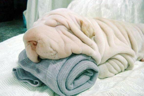 Zerknitterter Hund hat mehr Falten als das Handtuch