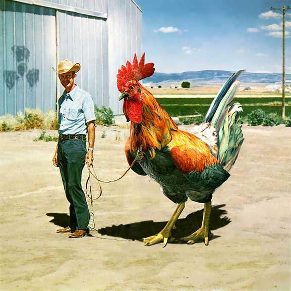 Farmer mit Riesen-Hahn an der Leine