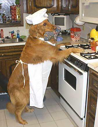 Hund mit Schürze, Koch-Mütze und Topflappen aufrecht am Herd