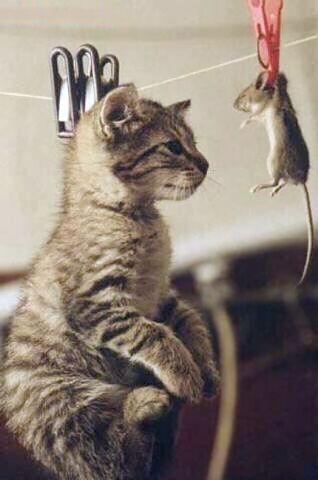 Katze und Maus aufgehängt an der Wäscheleine