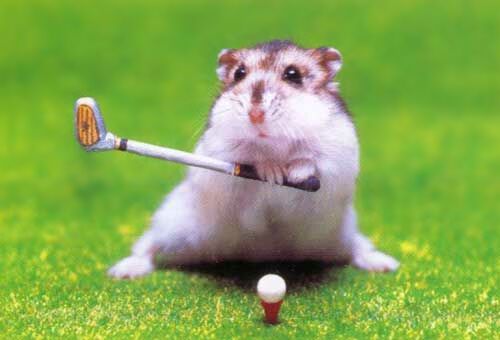 Hamster mit Golfschläger, tierischer Golf Spieler