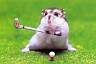 Der größe Star im Golf-Turnier
ist dieser kleine Hamster hier.